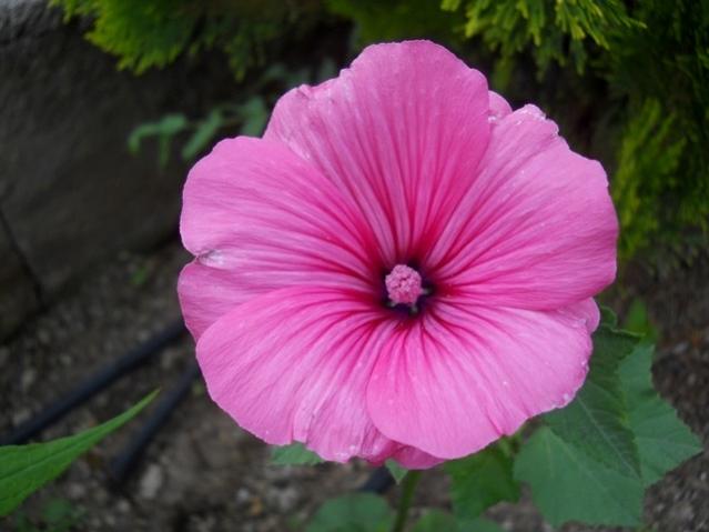 Name:  DSCN5986 Pamuk iei.jpg
Views: 1031
Size:  34.3 KB