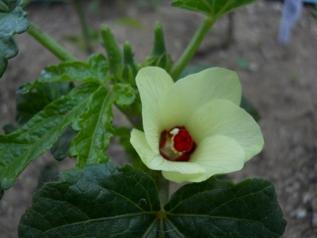 Name:  DSCN5999.jpg
Views: 808
Size:  30.5 KB