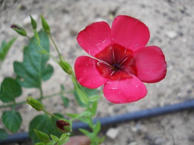 Name:  DSCN5993.jpg
Views: 846
Size:  31.6 KB