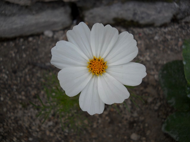 Name:  DSCN6002.JPG
Views: 821
Size:  68.3 KB
