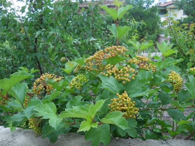 Name:  DSCN5997.jpg
Views: 838
Size:  68.8 KB