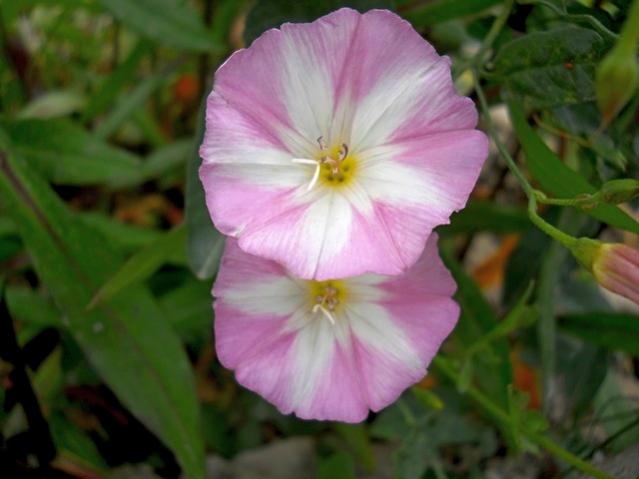 Name:  DSCN6012.jpg
Views: 785
Size:  32.8 KB