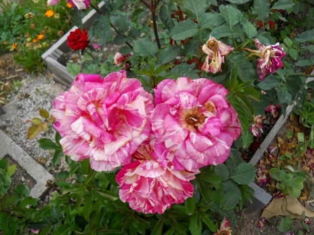 Name:  DSCN6010.jpg
Views: 809
Size:  62.9 KB