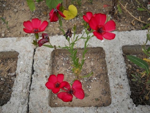 Name:  DSCN6013.jpg
Views: 791
Size:  60.2 KB