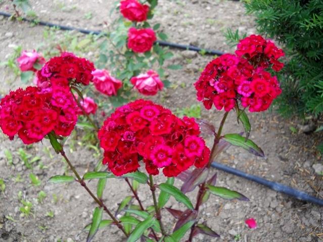 Name:  DSCN6018.jpg
Views: 765
Size:  62.4 KB