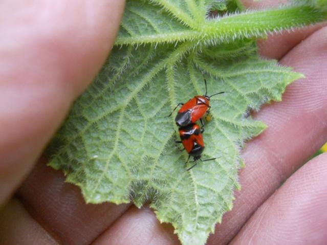 Name:  DSCN6078.jpg
Views: 681
Size:  39.1 KB