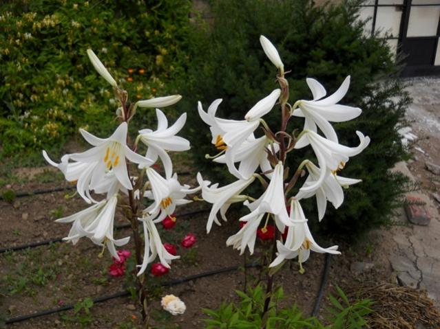 Name:  DSCN6020.jpg
Views: 682
Size:  57.5 KB