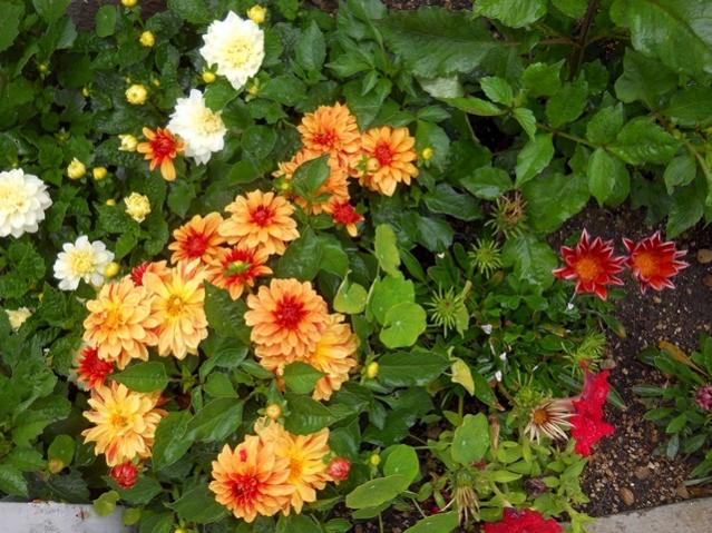 Name:  DSCN6043.jpg
Views: 711
Size:  69.6 KB