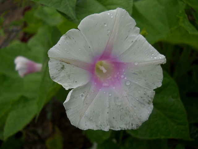 Name:  DSCN6083.JPG
Views: 664
Size:  65.8 KB