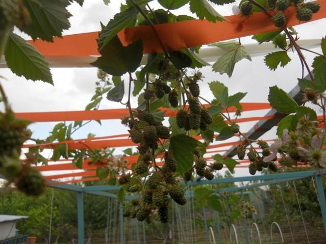 Name:  DSCN6073.jpg
Views: 629
Size:  52.8 KB