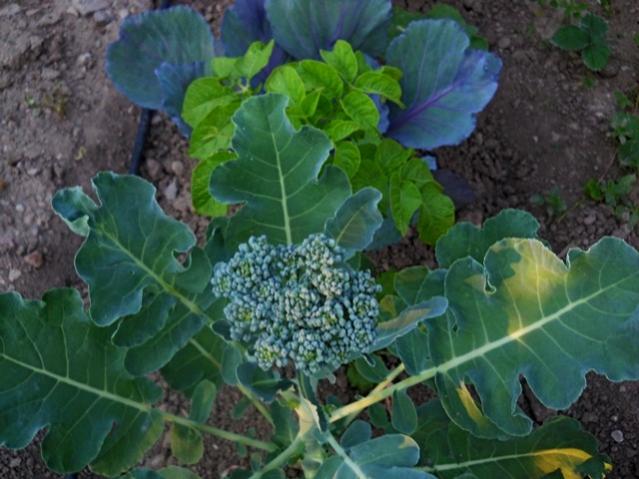 Name:  DSCN6124.jpg
Views: 562
Size:  48.6 KB