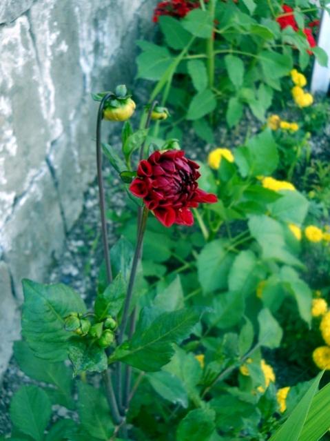 Name:  DSCN6114.jpg
Views: 855
Size:  46.2 KB
