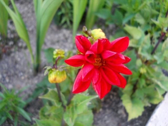 Name:  DSCN6116.jpg
Views: 866
Size:  35.6 KB