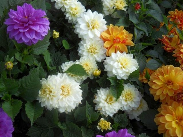 Name:  DSCN6134.jpg
Views: 828
Size:  52.6 KB