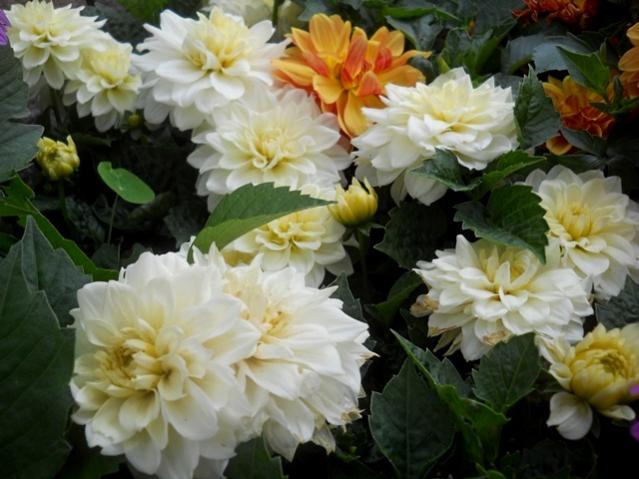 Name:  DSCN6144.jpg
Views: 861
Size:  46.8 KB