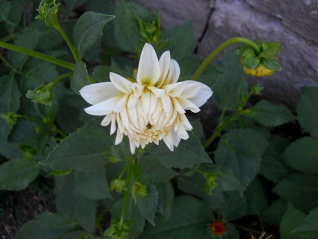 Name:  DSCN6135.jpg
Views: 793
Size:  30.9 KB