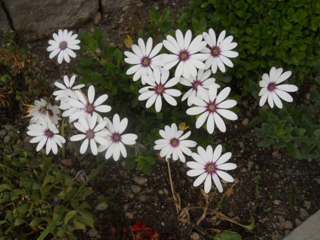 Name:  DSCN6141.jpg
Views: 829
Size:  56.5 KB