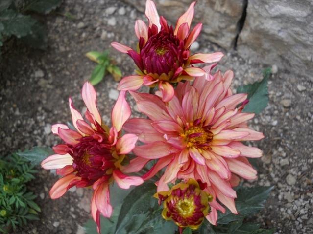Name:  DSCN6157.jpg
Views: 813
Size:  52.0 KB