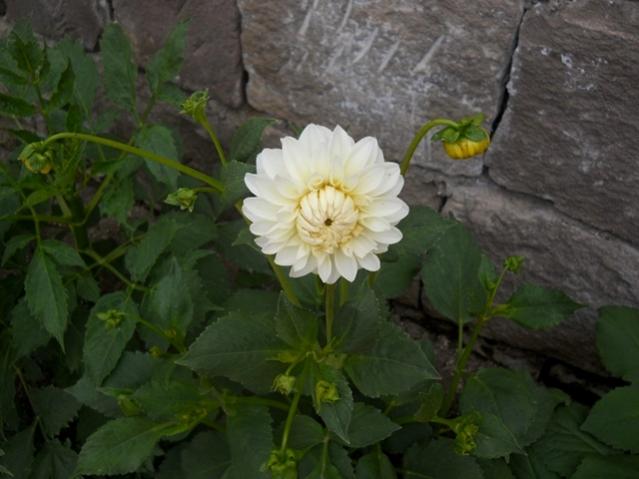 Name:  DSCN6152.jpg
Views: 804
Size:  38.1 KB