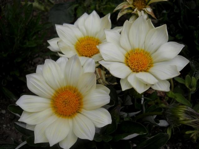 Name:  DSCN6149.jpg
Views: 795
Size:  35.3 KB