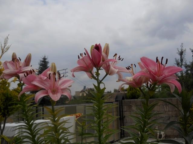 Name:  DSCN6160.jpg
Views: 790
Size:  35.8 KB