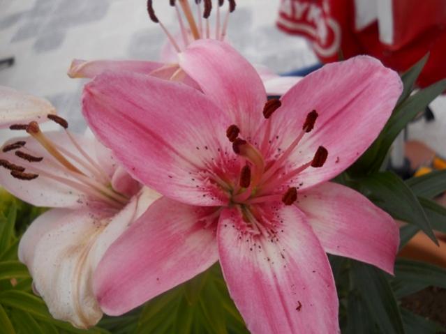 Name:  DSCN6162.jpg
Views: 790
Size:  35.0 KB