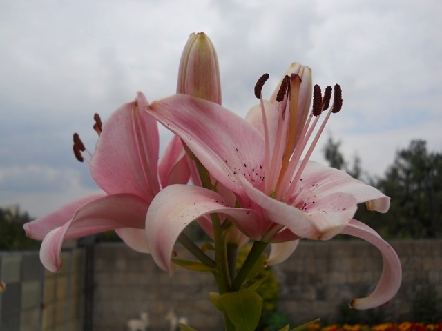 Name:  DSCN6164.JPG
Views: 781
Size:  67.8 KB