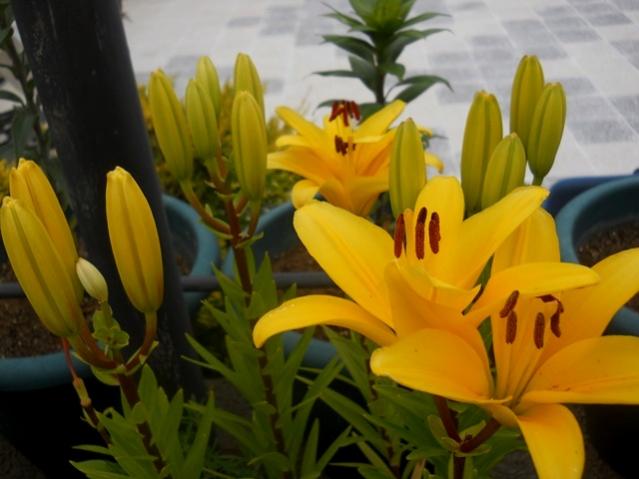 Name:  DSCN6165.jpg
Views: 756
Size:  36.9 KB