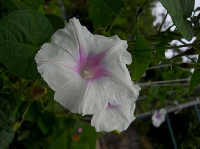 Name:  DSCN6204.jpg
Views: 693
Size:  30.8 KB
