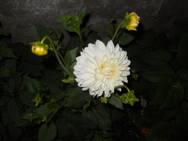 Name:  DSCN6305.jpg
Views: 636
Size:  29.8 KB