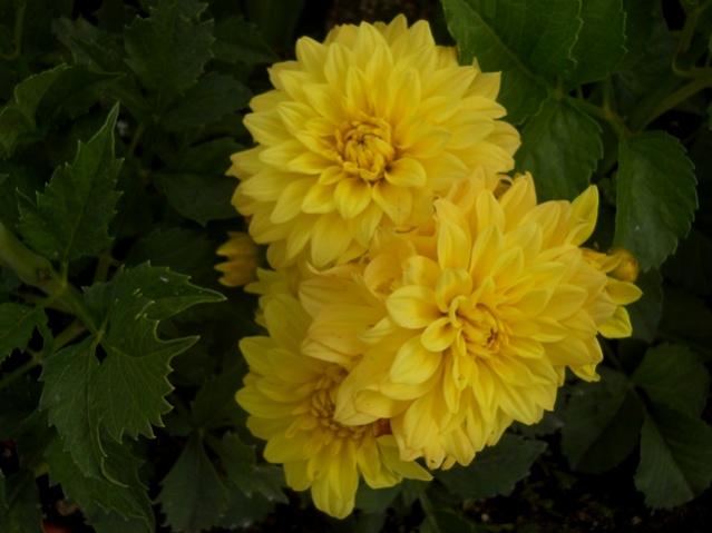 Name:  DSCN6330.jpg
Views: 644
Size:  33.3 KB