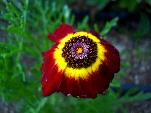 Name:  DSCN6333.jpg
Views: 543
Size:  32.5 KB