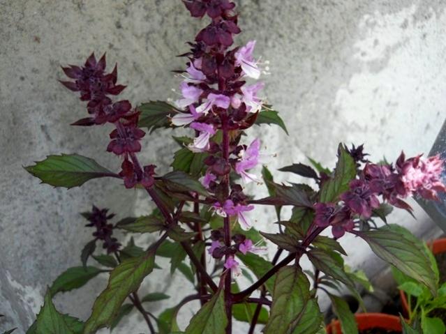 Name:  DSCN6398.jpg
Views: 861
Size:  51.2 KB
