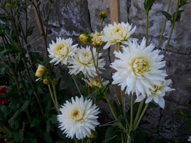 Name:  DSCN6431.jpg
Views: 843
Size:  48.9 KB