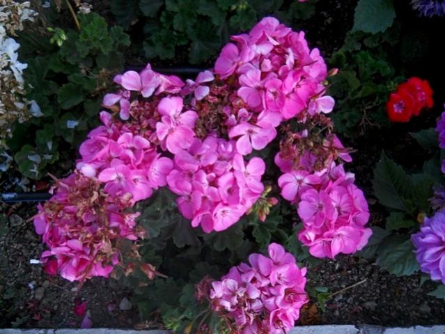 Name:  DSCN6435.jpg
Views: 1025
Size:  58.1 KB