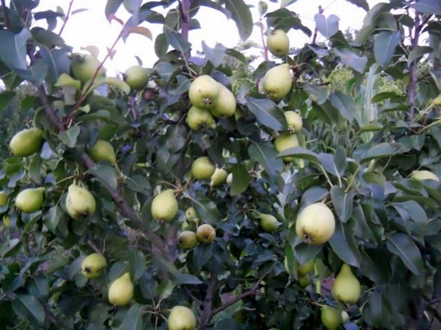 Name:  DSCN6476.jpg
Views: 874
Size:  56.5 KB