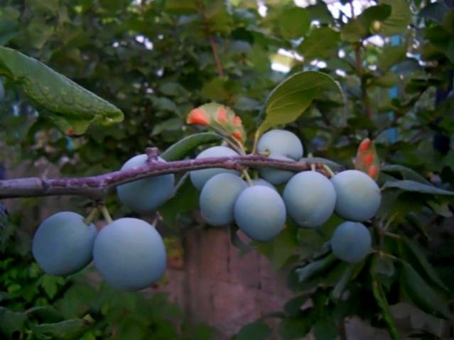 Name:  DSCN6480.jpg
Views: 958
Size:  35.3 KB