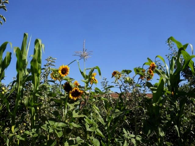 Name:  DSCN6513.jpg
Views: 1023
Size:  57.5 KB