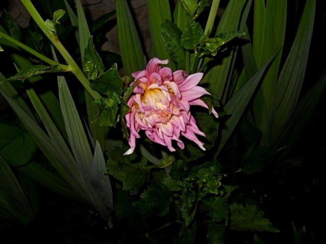 Name:  DSCN6530.jpg
Views: 744
Size:  36.6 KB