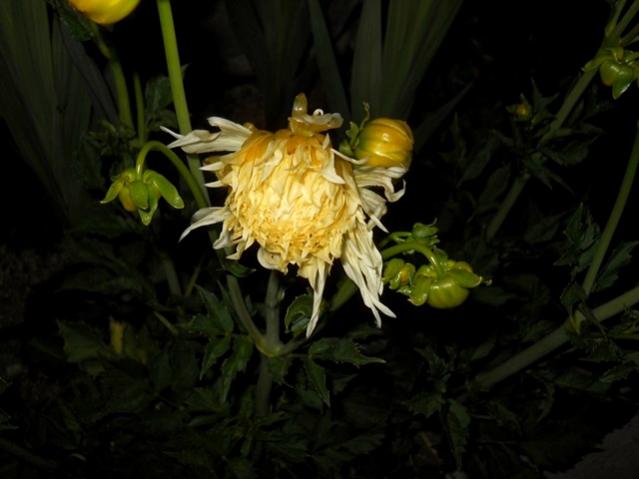 Name:  DSCN6538.jpg
Views: 737
Size:  32.2 KB