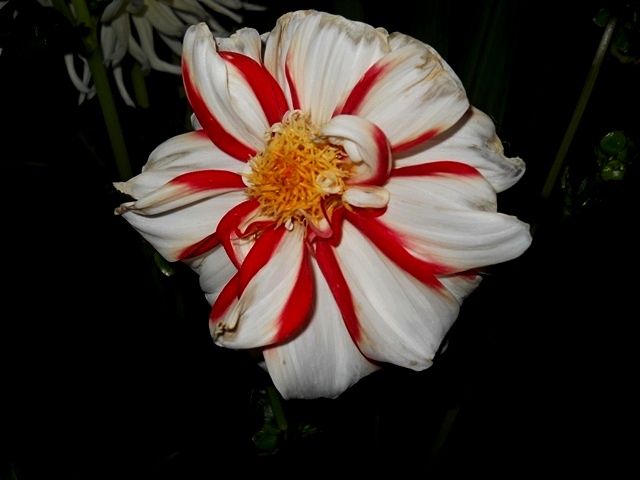 Name:  DSCN6532.JPG
Views: 759
Size:  62.5 KB