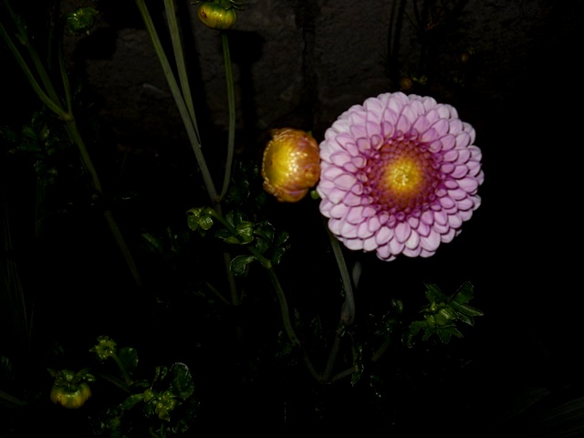 Name:  DSCN6536.JPG
Views: 757
Size:  59.8 KB