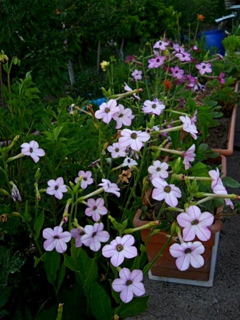 Name:  DSCN6542.jpg
Views: 1013
Size:  59.0 KB