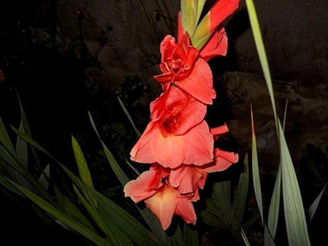 Name:  DSCN6535.jpg
Views: 947
Size:  34.3 KB