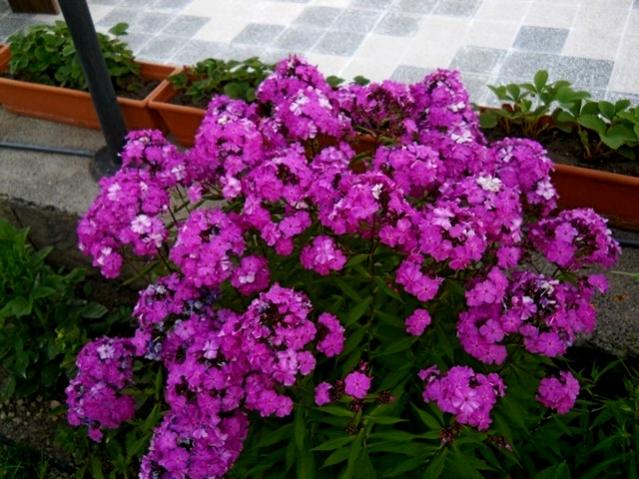Name:  DSCN6552.jpg
Views: 816
Size:  61.3 KB
