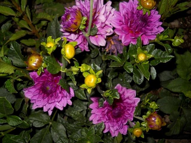 Name:  DSCN6599.jpg
Views: 791
Size:  58.8 KB