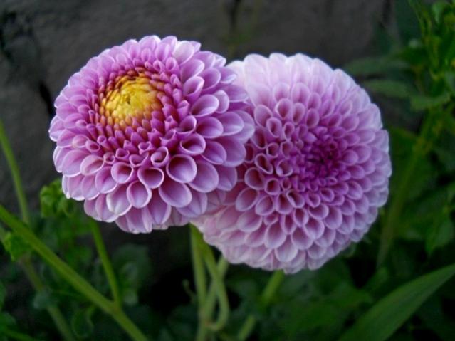 Name:  DSCN6592.jpg
Views: 768
Size:  37.4 KB