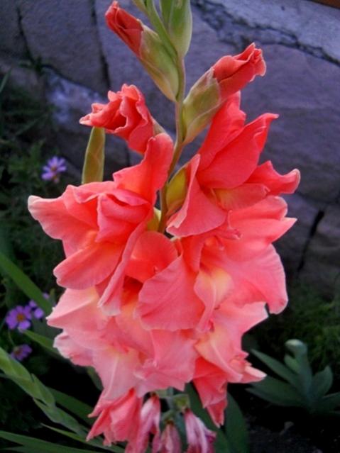 Name:  DSCN6594.jpg
Views: 786
Size:  38.4 KB
