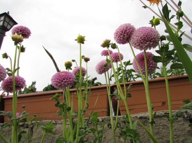 Name:  IMG_0348.jpg
Views: 731
Size:  50.8 KB