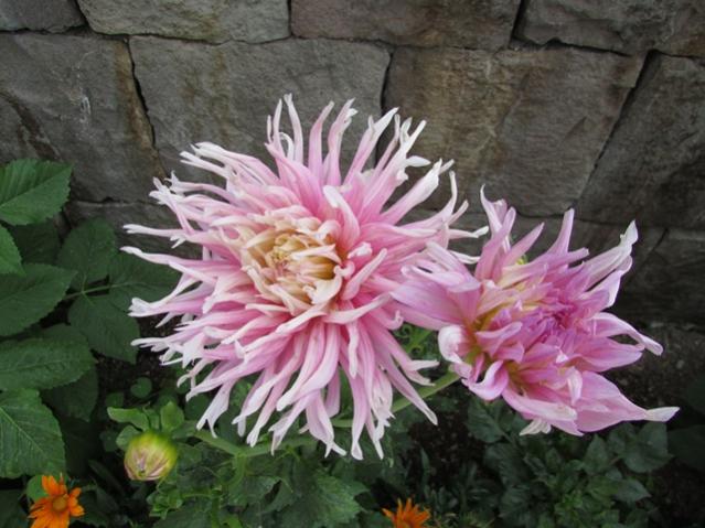 Name:  IMG_0336.jpg
Views: 760
Size:  52.0 KB